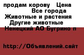 продам корову › Цена ­ 70 000 - Все города Животные и растения » Другие животные   . Ненецкий АО,Бугрино п.